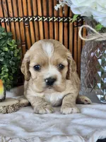 Ella, a female Cocker Spaniel for sale in Rock Valley, IA – 3 of 3