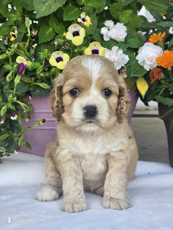 Eva – Cocker Spaniel puppy for sale in Rock Valley, IA