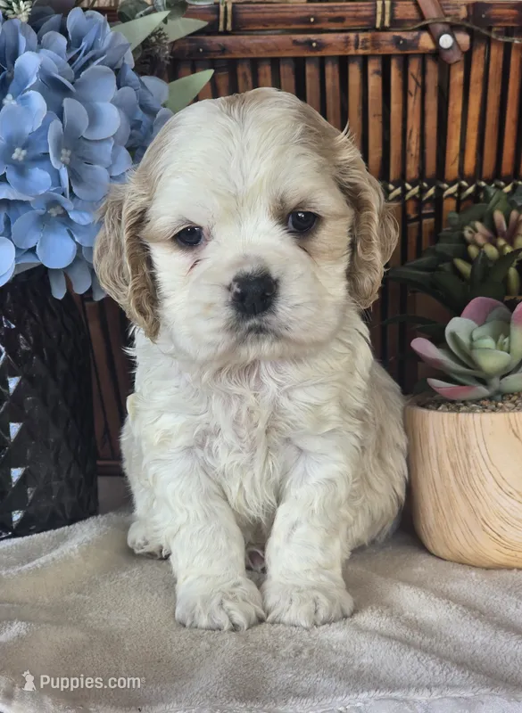 Jax – Cocker Spaniel puppy for sale in Rock Valley, IA