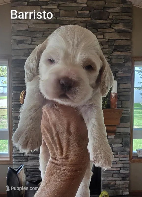 Barristo (Blue eyes) – Cocker Spaniel puppy for sale in Rock Valley, IA