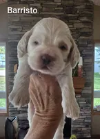 Barristo (Blue eyes), a male Cocker Spaniel for sale in Rock Valley, IA – 1 of 3