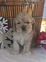 processed/ad259b79-eb9a-4895-b0e4-a6e8a58c55ea/listing/4d58db26-4546-4e91-9d38-419ae35c5416/a0f98091-7bba-4650-b359-15d2ca5e4983