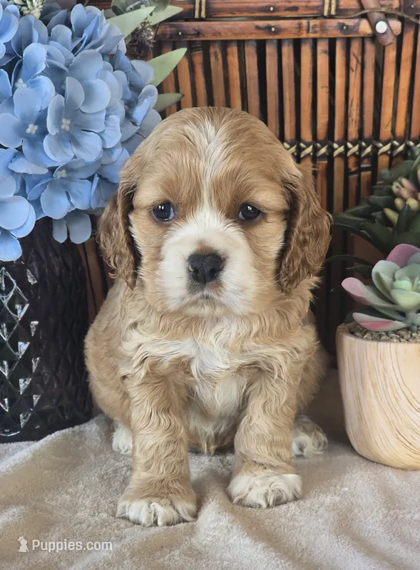 Jett – Cocker Spaniel puppy for sale in Rock Valley, IA