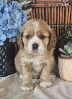 Jett, a male Cocker Spaniel for sale in Rock Valley, IA – 1 of 1