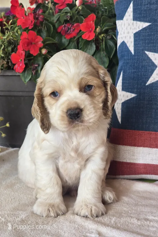 Myles – Cocker Spaniel puppy for sale in Rock Valley, IA