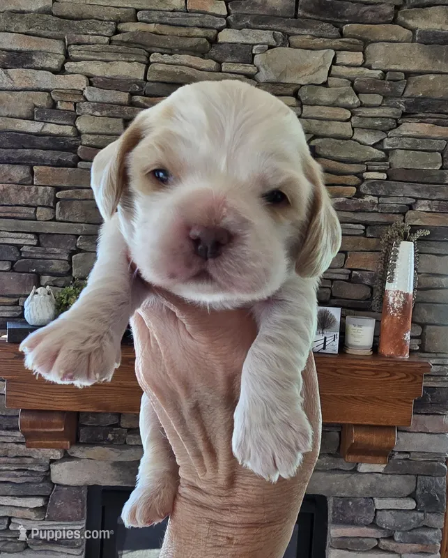Jasmine – Cocker Spaniel puppy for sale in Rock Valley, IA