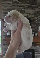 Molly, a female Cocker Spaniel for sale in Rock Valley, IA – Photo 2 of 3