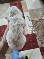 Molly, a female Cocker Spaniel for sale in Rock Valley, IA – Photo 3 of 3