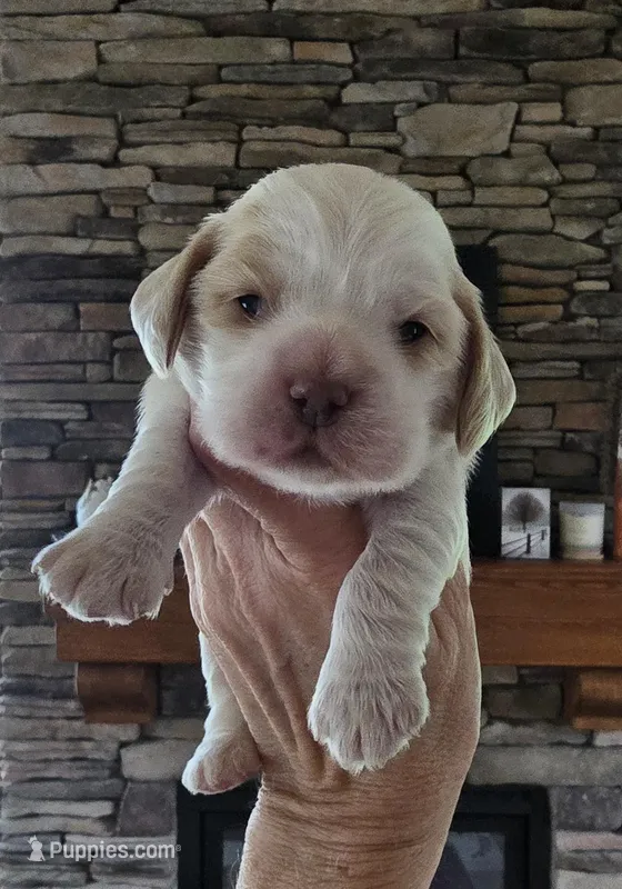 Molly – Cocker Spaniel puppy for sale in Rock Valley, IA