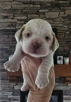 Molly, a female Cocker Spaniel for sale in Rock Valley, IA – Photo 1 of 3
