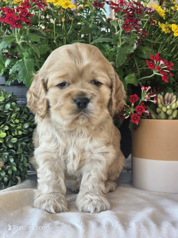 Channing – Cocker Spaniel puppy for sale in Rock Valley, IA