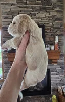 Journey, a male Cocker Spaniel for sale in Rock Valley, IA – 2 of 3