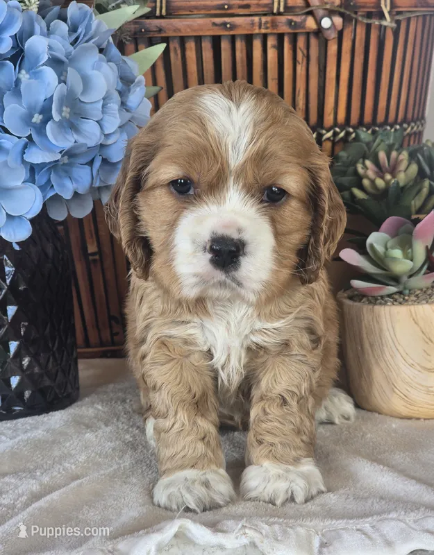 Jonas – Cocker Spaniel puppy for sale in Rock Valley, IA