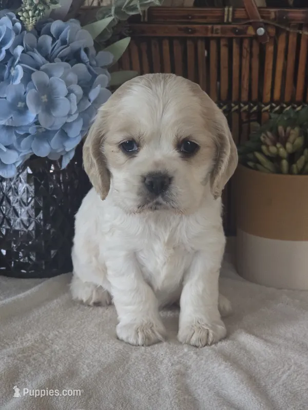 Iris – Cocker Spaniel puppy for sale in Rock Valley, IA