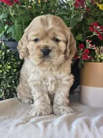 Channing, a male Cocker Spaniel for sale in Rock Valley, IA – 2 of 3