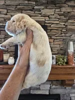 Barristo, a male Cocker Spaniel for sale in Rock Valley, IA – 2 of 3