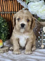 Emery, a female Cocker Spaniel for sale in Rock Valley, IA – 2 of 3