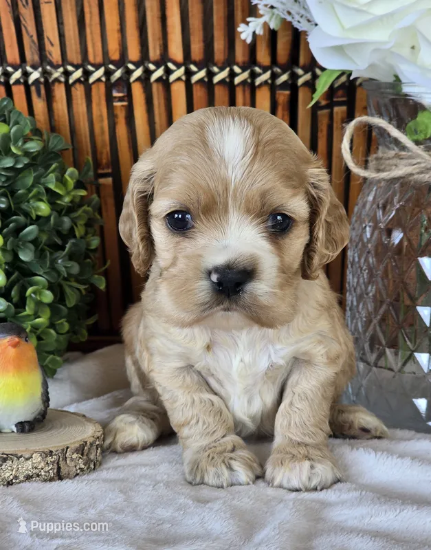 Ella – Cocker Spaniel puppy for sale in Rock Valley, IA