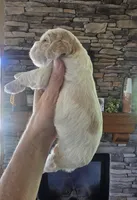 Hugo, a male Cocker Spaniel for sale in Rock Valley, IA – 2 of 2