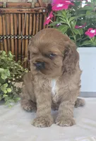 Sierra, a female Cocker Spaniel for sale in Rock Valley, IA – 2 of 2