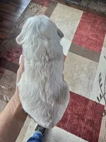 Mocca (Blue eyes), a male Cocker Spaniel for sale in Rock Valley, IA – 3 of 3
