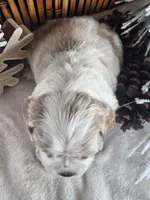 Ivy, a female Cocker Spaniel for sale in Rock Valley, IA – Photo 3 of 3