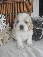 Ivy, a female Cocker Spaniel for sale in Rock Valley, IA – Photo 2 of 3