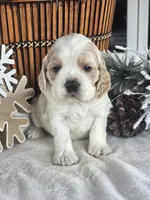Ivy, a female Cocker Spaniel for sale in Rock Valley, IA – Photo 1 of 3