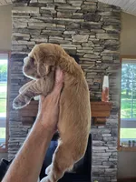 Maxwell, a male Cocker Spaniel for sale in Rock Valley, IA – 2 of 3
