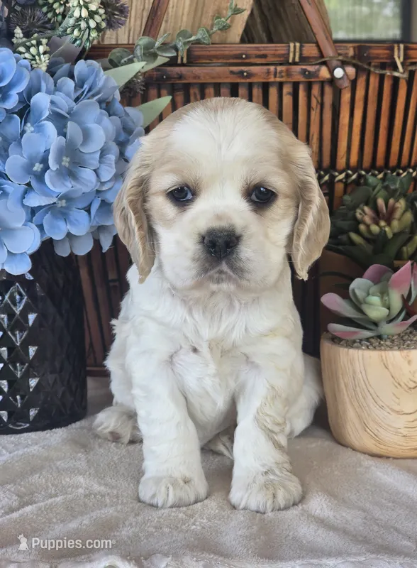 Iris – Cocker Spaniel puppy for sale in Rock Valley, IA