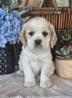 Iris, a female Cocker Spaniel for sale in Rock Valley, IA – 1 of 6