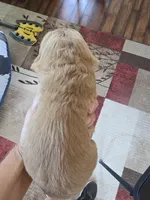 Maxwell, a male Cocker Spaniel for sale in Rock Valley, IA – 3 of 3