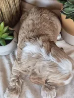 Memphis, a male Cocker Spaniel for sale in Rock Valley, IA – Photo 3 of 3