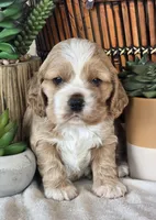 Memphis, a male Cocker Spaniel for sale in Rock Valley, IA – Photo 2 of 3