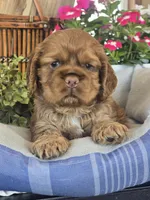 Shea, a female Cocker Spaniel for sale in Rock Valley, IA – 4 of 4