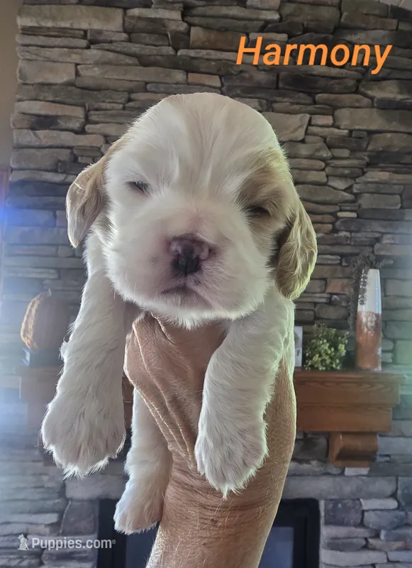 Harmony – Cocker Spaniel puppy for sale in Rock Valley, IA