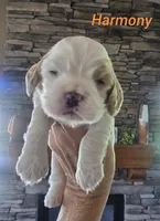 Harmony, a female Cocker Spaniel for sale in Rock Valley, IA – 1 of 2