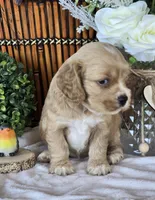 Emery, a female Cocker Spaniel for sale in Rock Valley, IA – 3 of 3