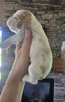 Hudson, a male Cocker Spaniel for sale in Rock Valley, IA – 2 of 3