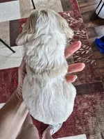 Journey, a male Cocker Spaniel for sale in Rock Valley, IA – 3 of 3