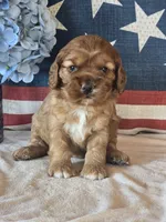 Savannah, a female Cocker Spaniel for sale in Rock Valley, IA – 1 of 3