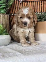 Merrick, a male Cocker Spaniel for sale in Rock Valley, IA – Photo 3 of 3