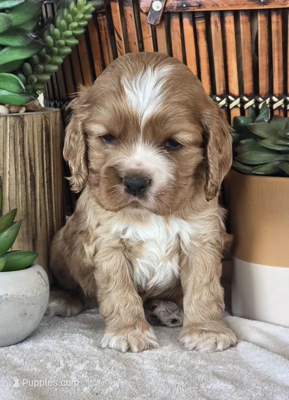 Merrick – Cocker Spaniel puppy for sale in Rock Valley, IA