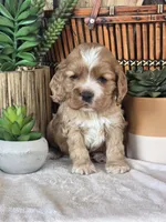 Merrick, a male Cocker Spaniel for sale in Rock Valley, IA – Photo 2 of 3