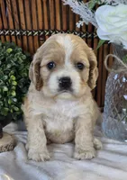 Eva, a female Cocker Spaniel for sale in Rock Valley, IA – 2 of 3