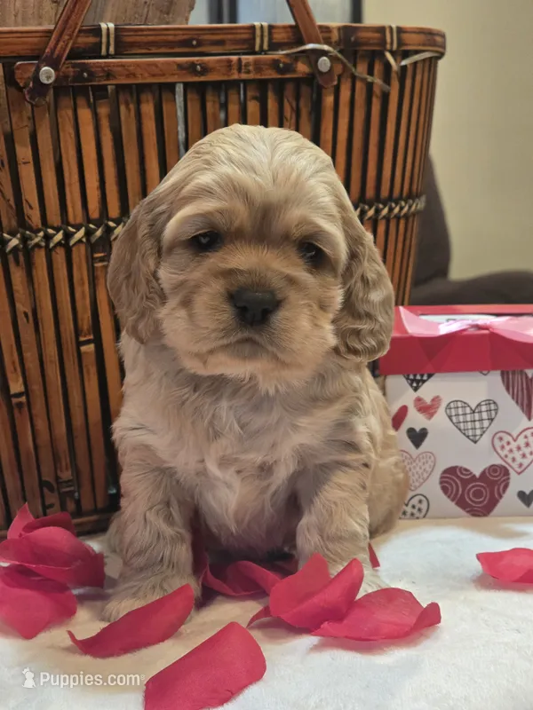Cupid (Valentine Puppy)