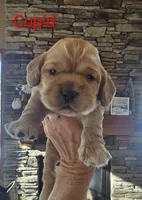 processed/ad259b79-eb9a-4895-b0e4-a6e8a58c55ea/listing/89c8832a-fe1f-42d5-ab44-50063f0b5df6/d2aaf6c0-3960-4934-b052-a7eba10bc9d0