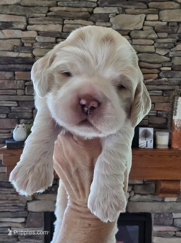 Bud, a male Cocker Spaniel for sale in Rock Valley, IA – Photo 1 of 3