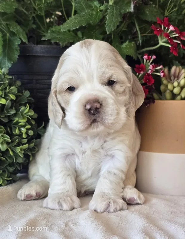 Bud – Cocker Spaniel puppy for sale in Rock Valley, IA