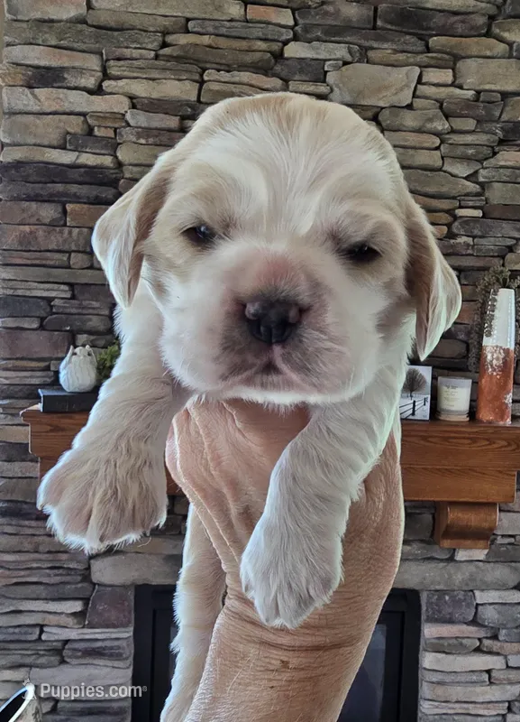 Iris, a female Cocker Spaniel for sale in Rock Valley, IA – Photo 1 of 3